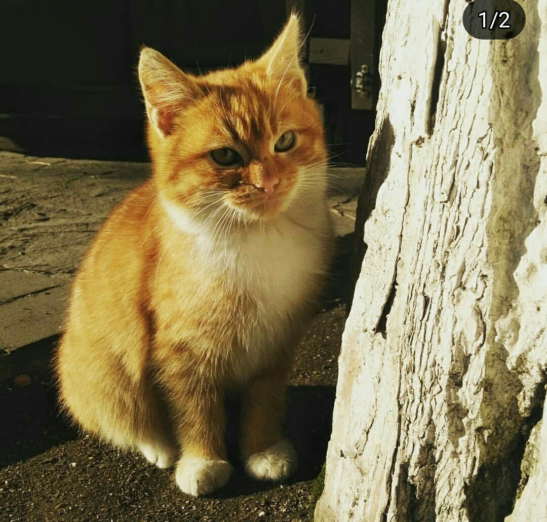 Фото котов и собак, сделанные мной в разное время - Моё, Кот, Собака, Длиннопост