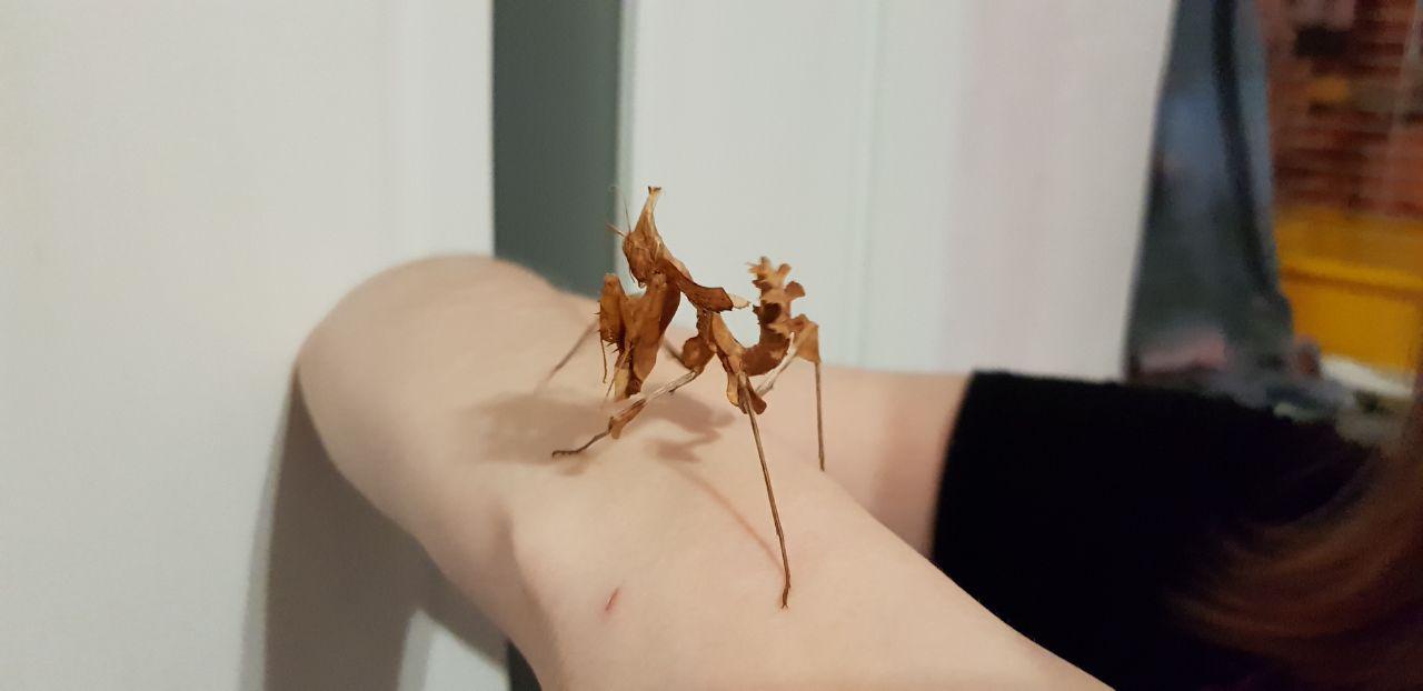 How the praying mantis turned out to be a good pet - My, Insects, Mantis, , Content, Animals, Pet, Longpost, Pets