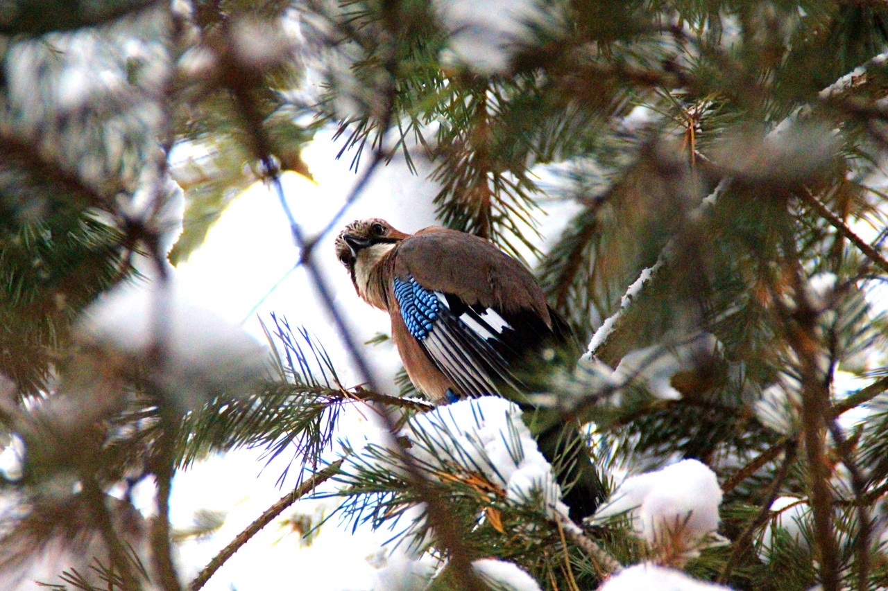 Jay - Birds, Winter, Snow, Forest