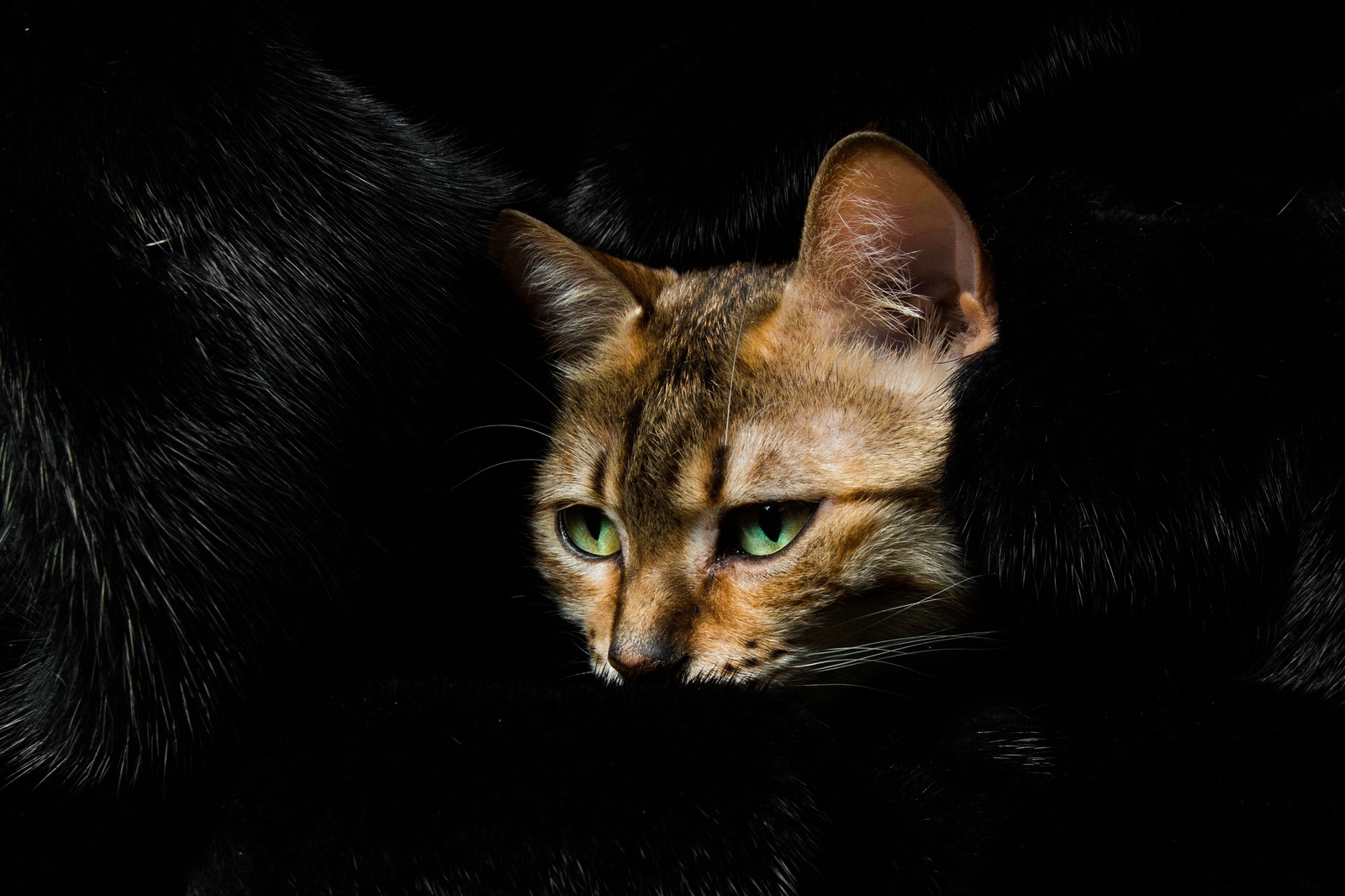 Cats - My, cat, Professional shooting, Longpost