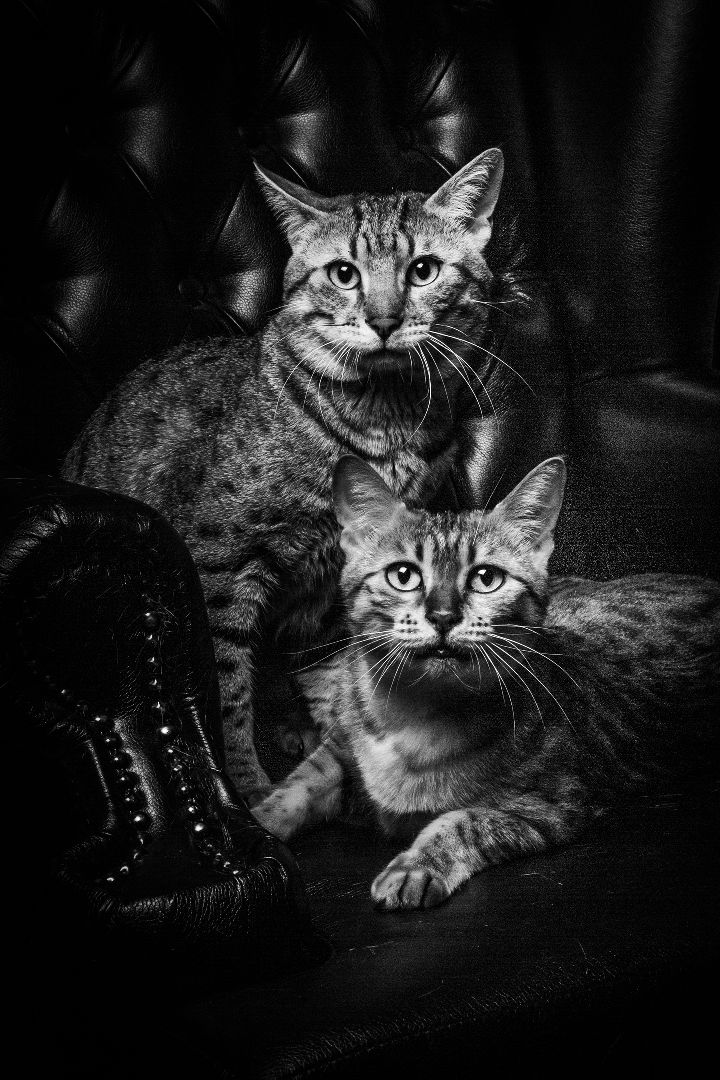 Cats - My, cat, Professional shooting, Longpost