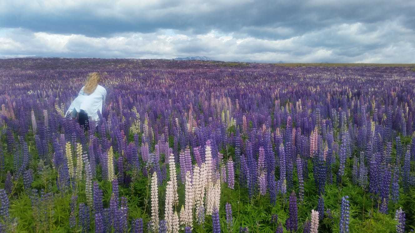 New Zealand. - My, New Zealand, Nature, Longpost