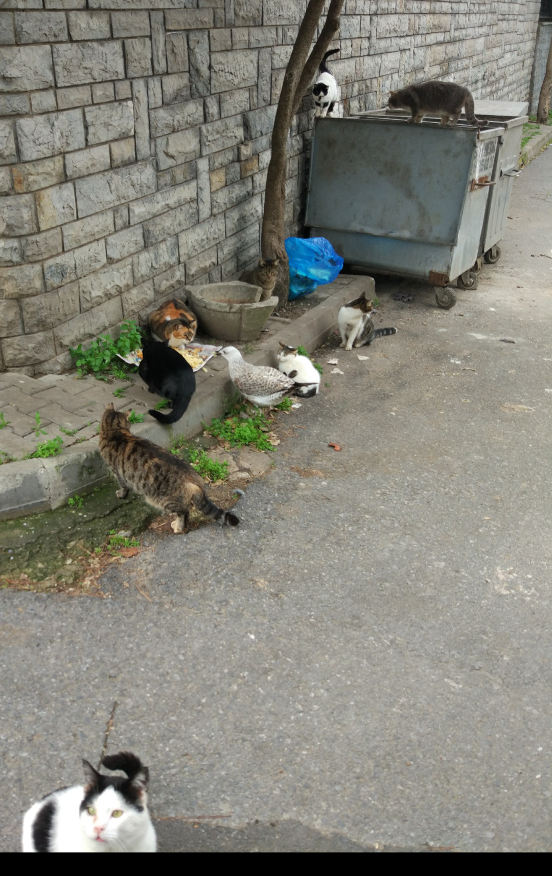 Its own atmosphere - My, cat, Seagulls, Pasta, Longpost