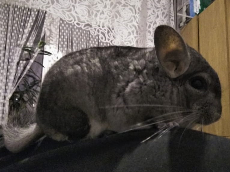 You give pets, good and different. - My, Chinchilla, Pet, Animals, Milota, Pets