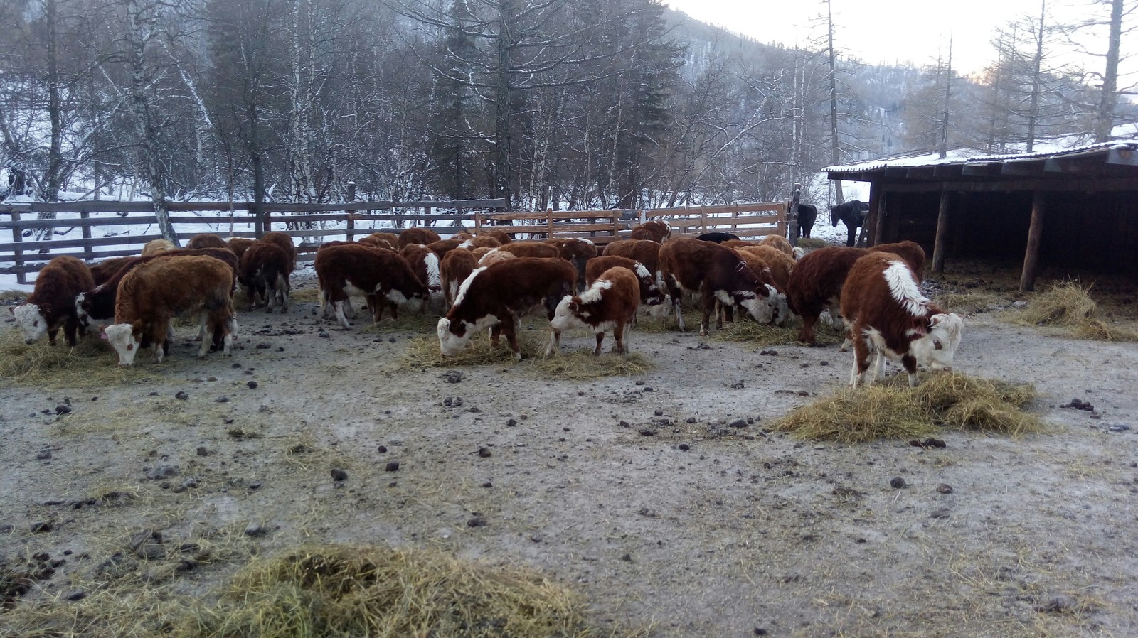 Farm in Altai. - My, Farm, Cow, Sheeps, Agricultural machinery, Everyday life, Nature, Mountain Altai, Longpost, Altai Republic