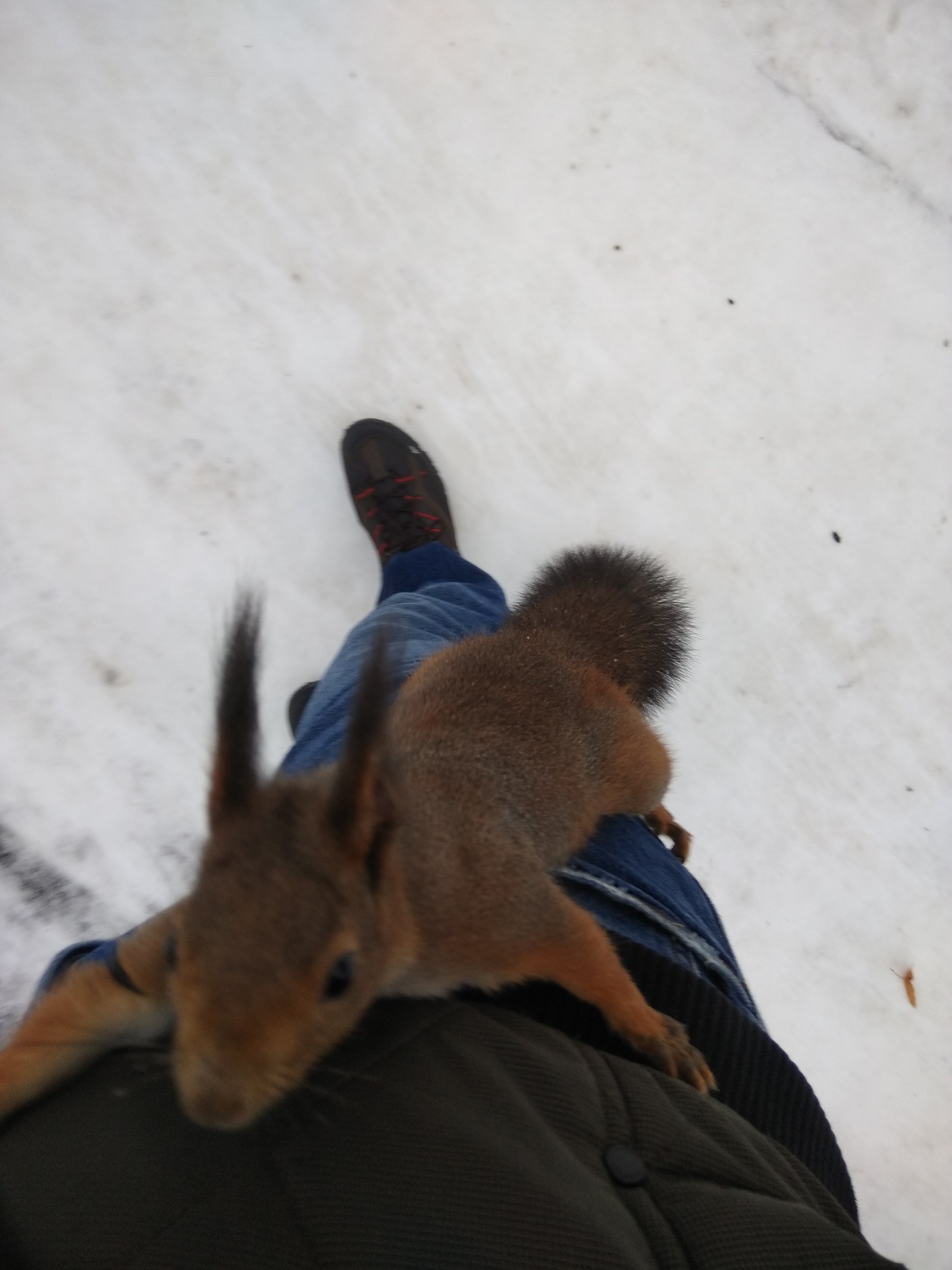 On the topic of street hugs :) - My, Squirrel, Hugs, Longpost