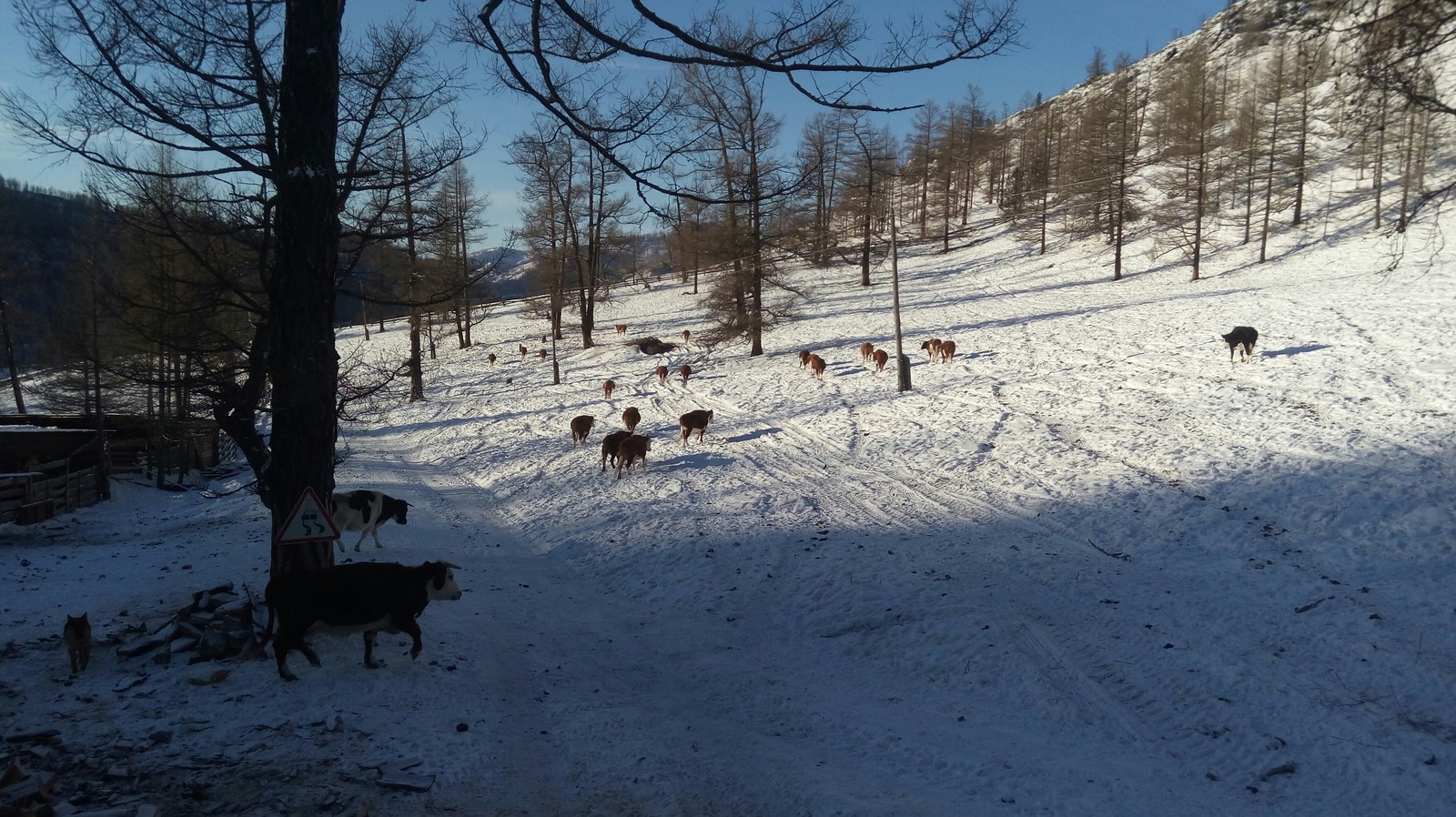 Farm in Altai. - My, Farm, Cow, Sheeps, Agricultural machinery, Everyday life, Nature, Mountain Altai, Longpost, Altai Republic