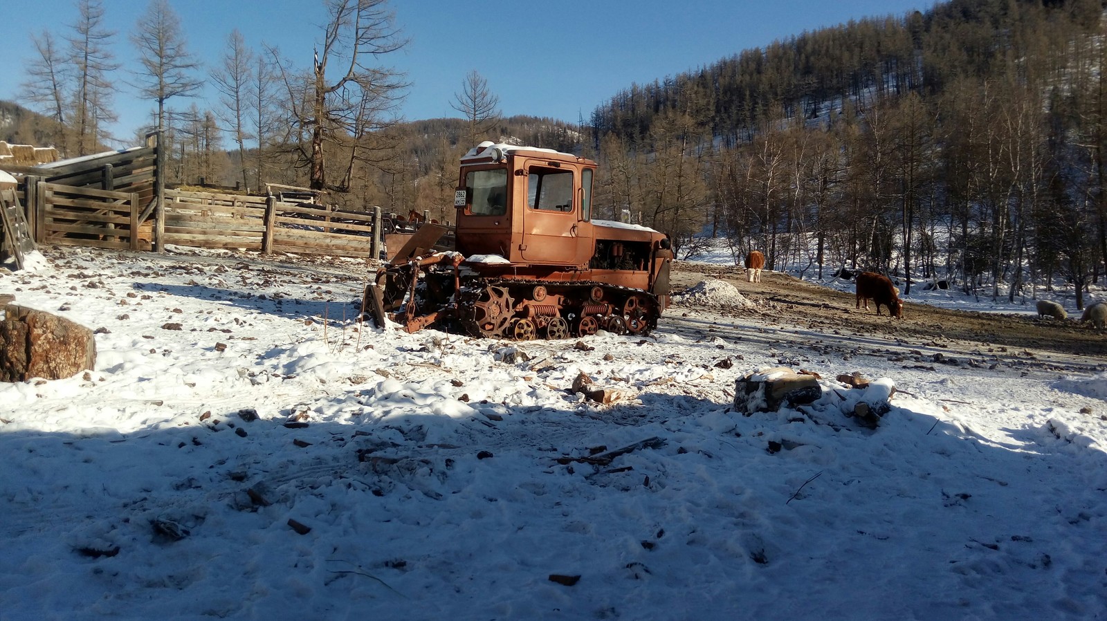 Farm in Altai. - My, Farm, Cow, Sheeps, Agricultural machinery, Everyday life, Nature, Mountain Altai, Longpost, Altai Republic