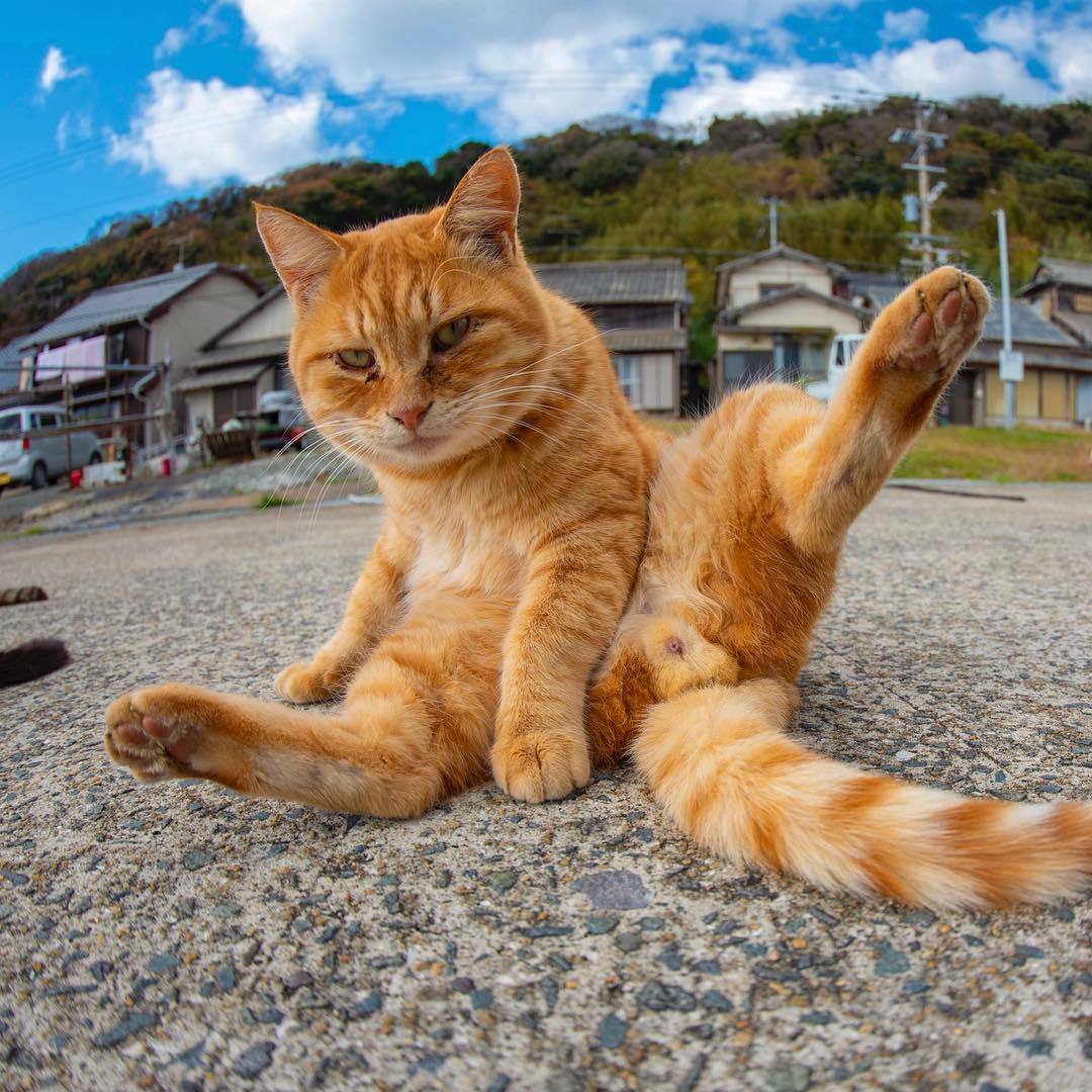 Котенок горячий. Горячие кошки. Горячая кошка. Горячий котик. Оч горячие коты.