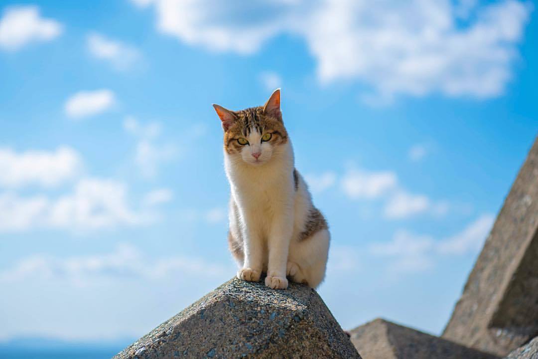 cat island - wild cats, cat, , cat island, Japan, The photo, Longpost