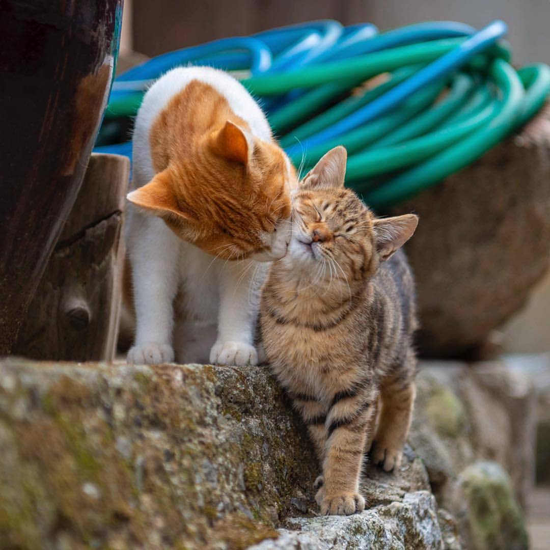 cat island - wild cats, cat, , cat island, Japan, The photo, Longpost