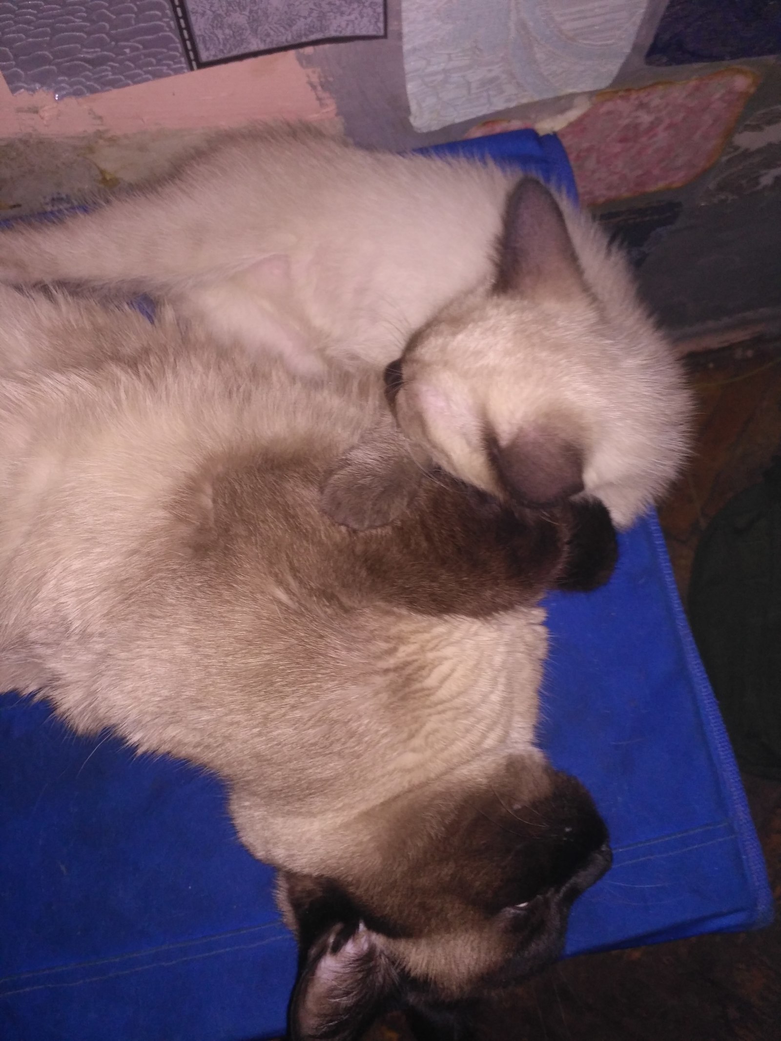 My cats - My, cat, Catomafia, Parental love, Longpost