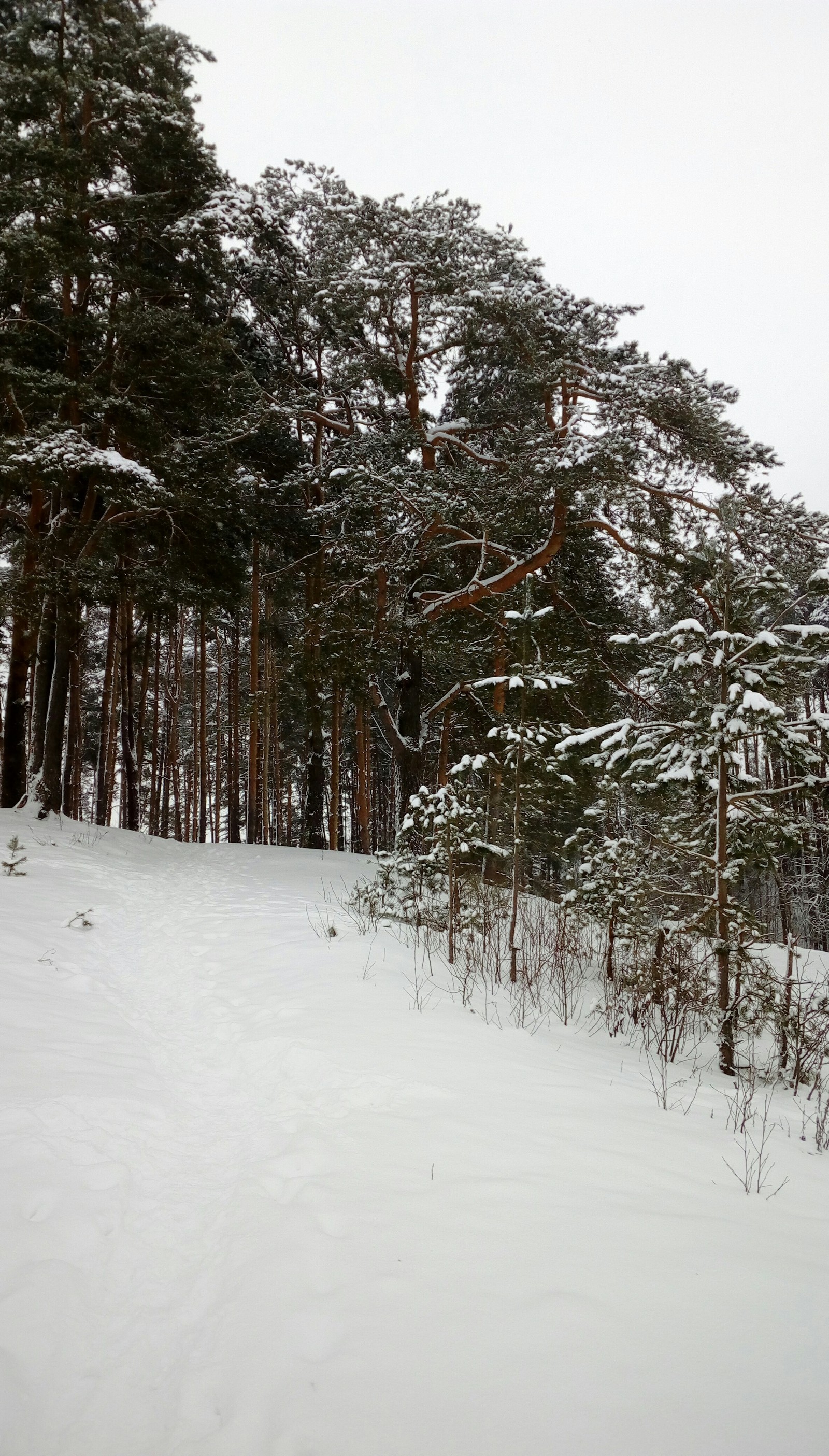 Winter.Belarus - My, Winter, Forest, Republic of Belarus, Longpost