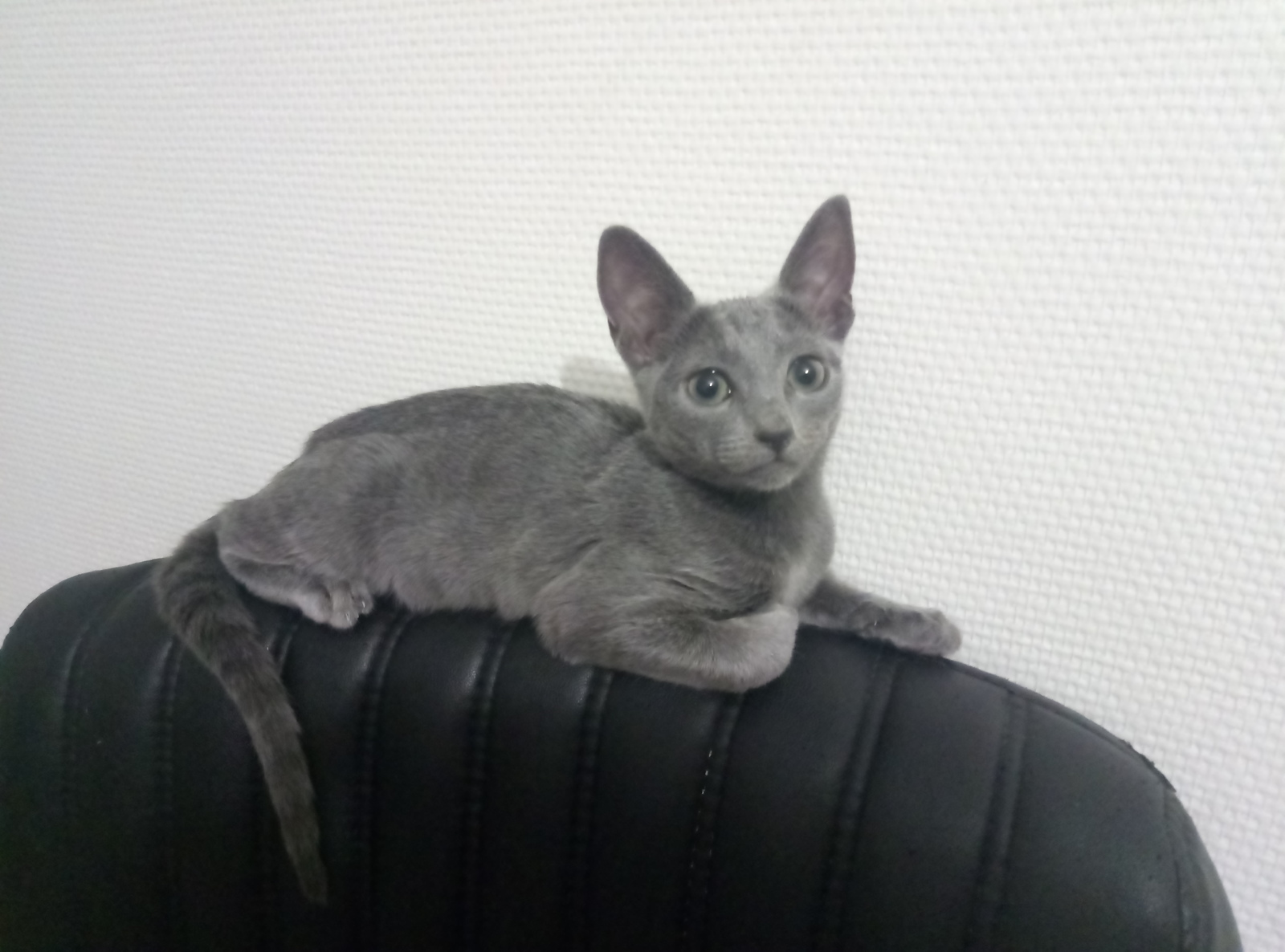 Russian Blue - My, cat, Russian blue, Catomafia, Longpost