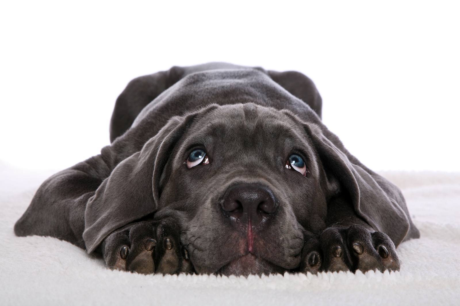 Bone Day! - My, Dog, Cane Corso, Animals, The photo, Dog days, , Longpost