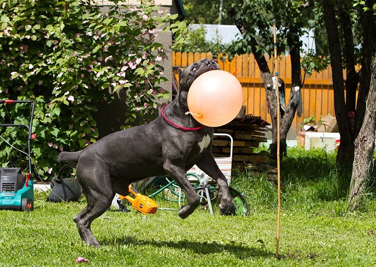 Bone Day! - My, Dog, Cane Corso, Animals, The photo, Dog days, , Longpost