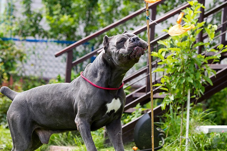 Bone Day! - My, Dog, Cane Corso, Animals, The photo, Dog days, , Longpost