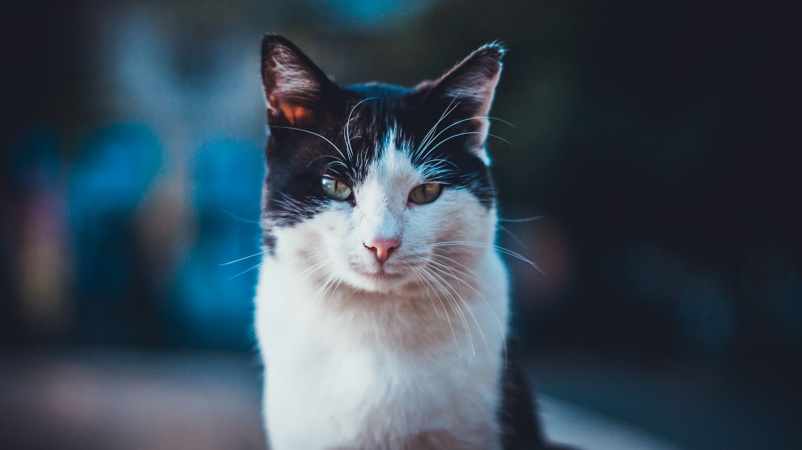 These lovely cats... - My, The photo, cat, Portrait, animal portraits, Longpost