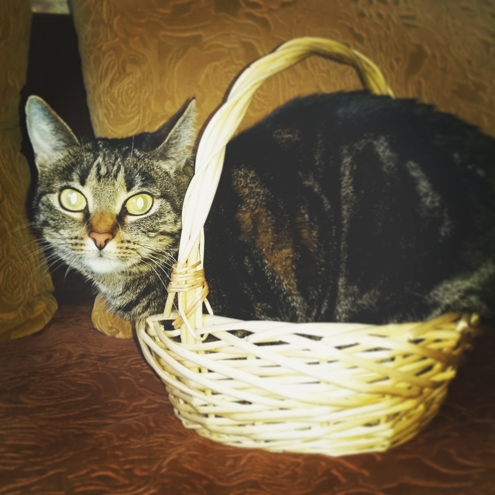 Carry me man - My, cat, Basket