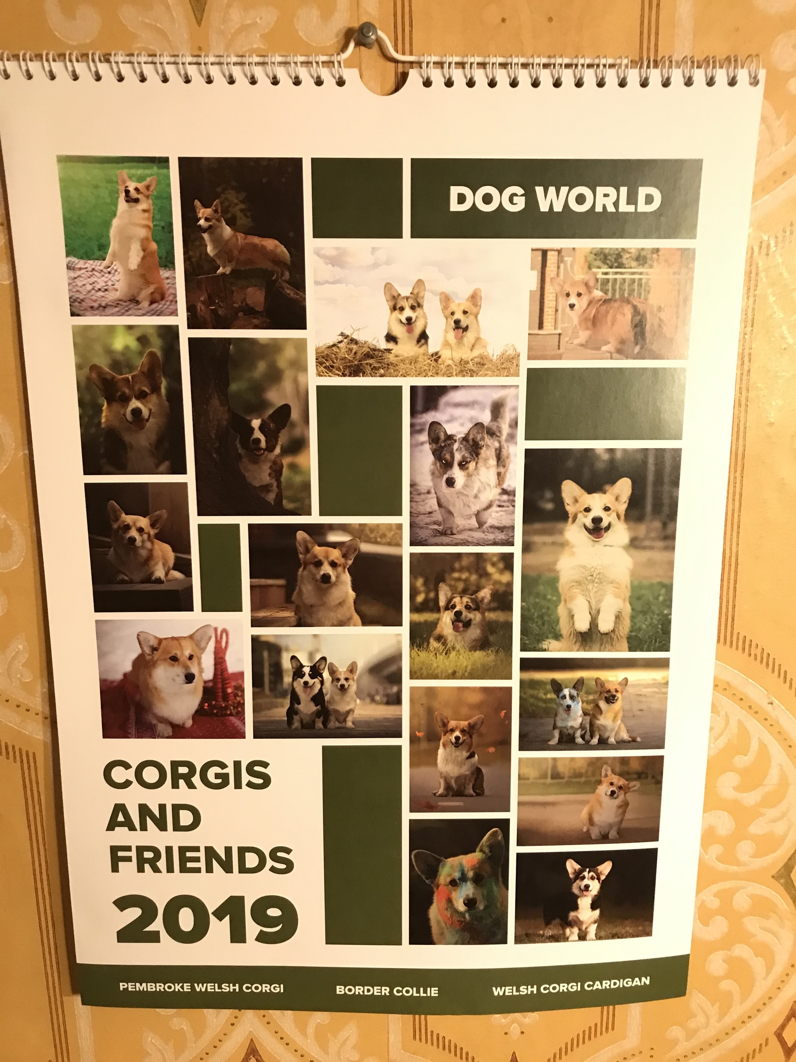 Got a calendar at work - My, The calendar, , Dog, Joy, Milota, Welsh corgi pembroke