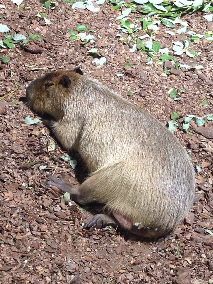 Minsk Zoo - My, Zoo, Animals, Longpost