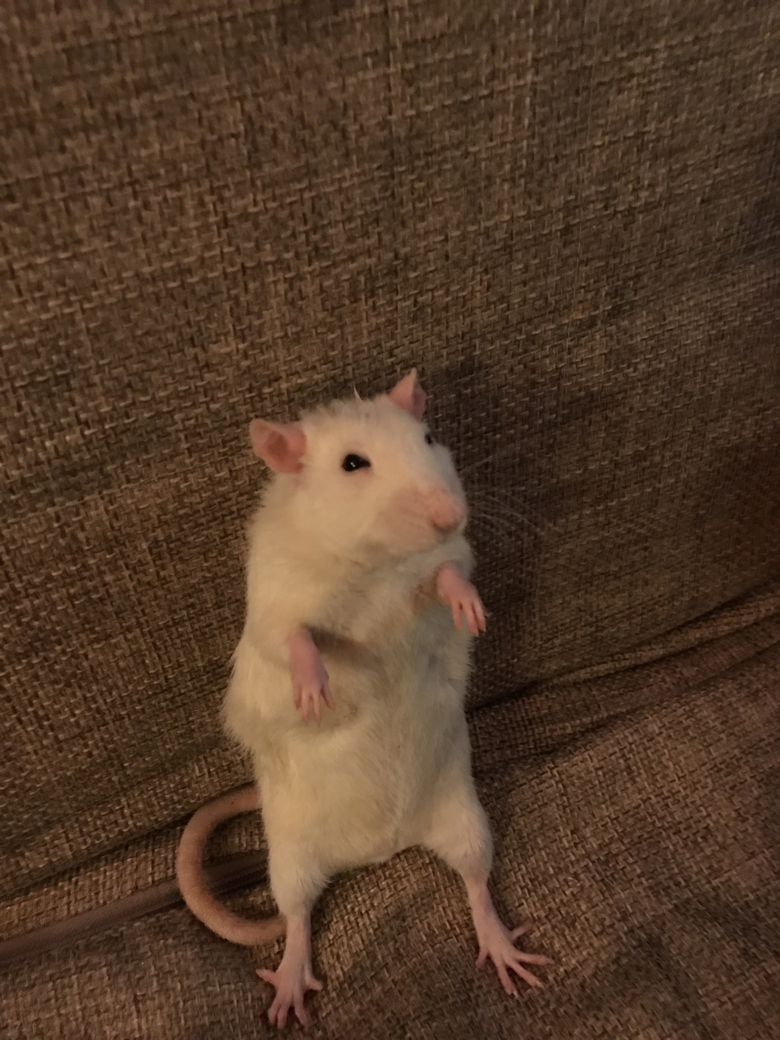 Some of my favorite rat meat in the feed - My, Rat, Pet, Longpost, Rodents, Pets