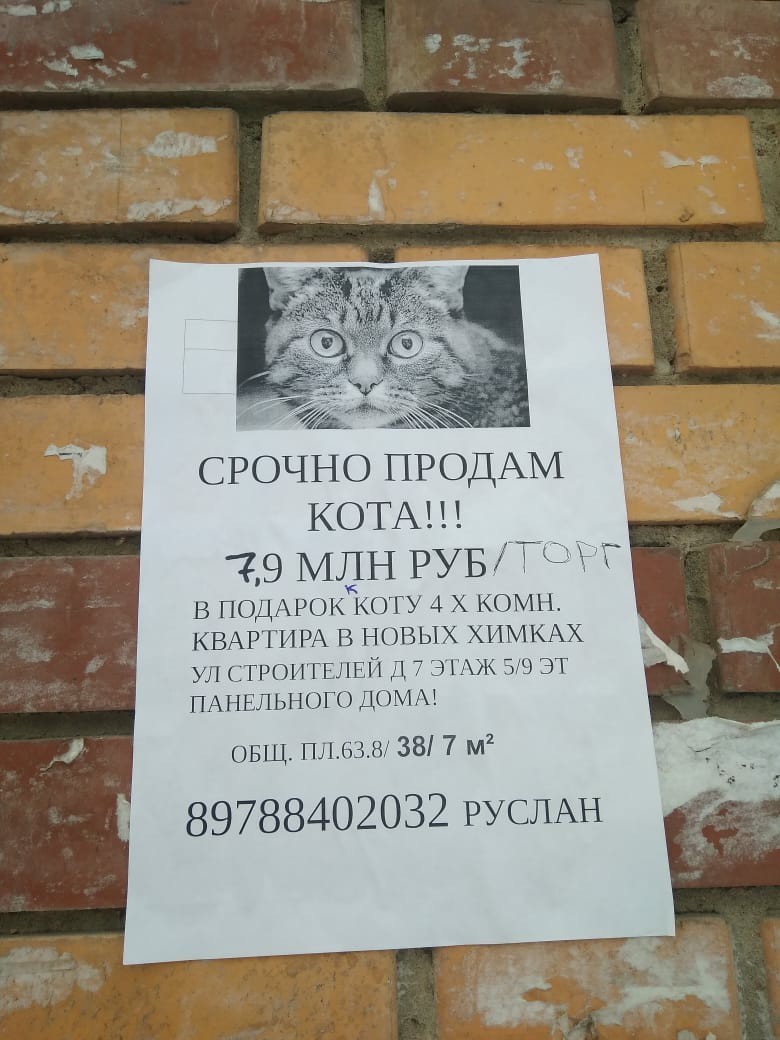 apartment for sale) - My, cat, Sale, Not advertising