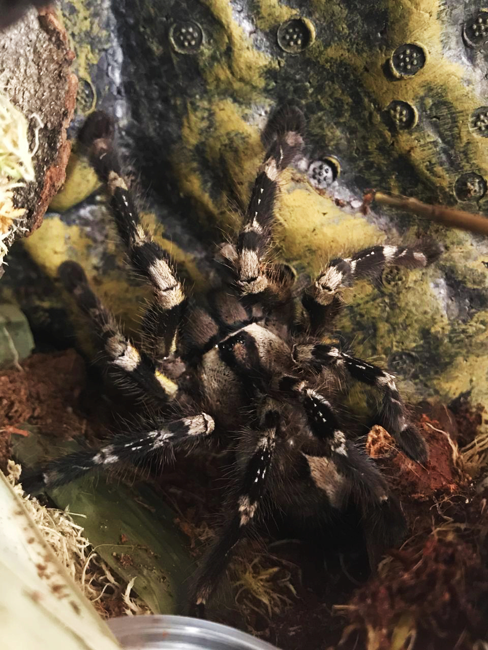 spider world - My, Spider, Bird spiders, Terrariumistics, Longpost, First long post, Video, GIF