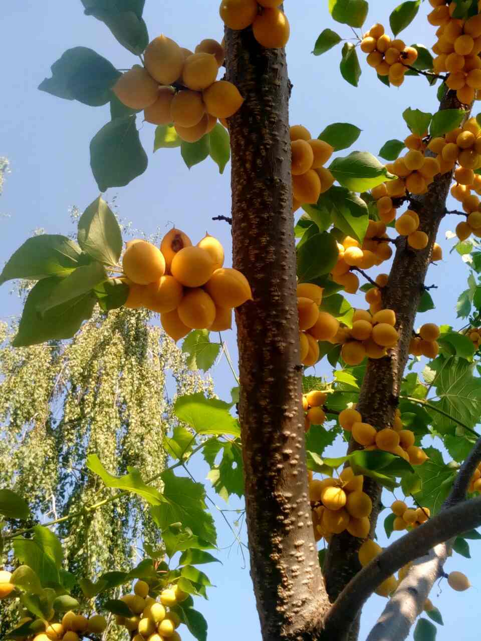 Waiting for summer - Apricot, Harvest, Summer, Longpost