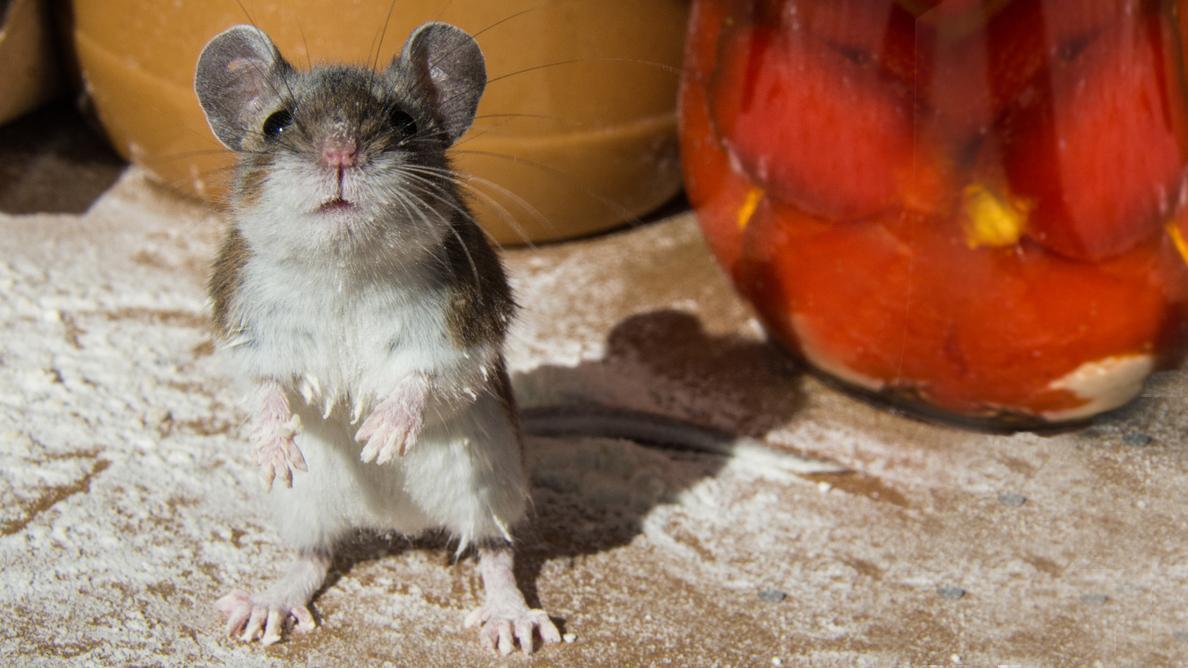 Mutant mice have super-strong bones - My, Mouse, Mutant, Experience, The science