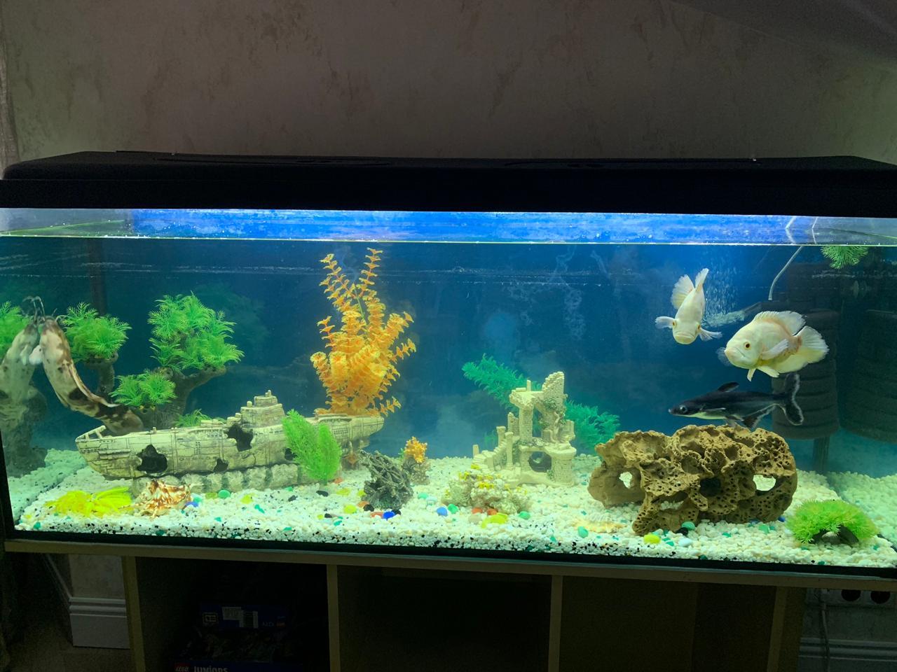 Who is who? - My, Aquarium, Aquarium fish, Longpost