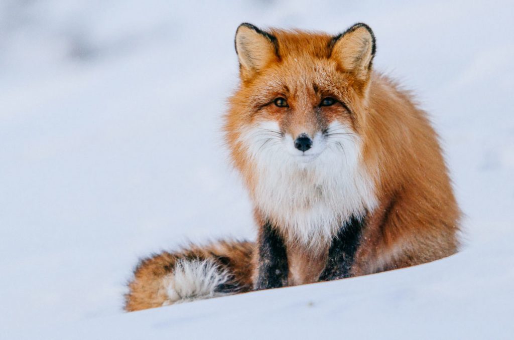 Mining engineer from Magadan takes cute photos of foxes, hares and bears - Animals, Milota, , The photo, Mining Engineer, Longpost