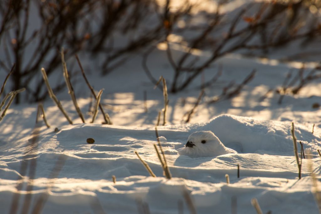 Mining engineer from Magadan takes cute photos of foxes, hares and bears - Animals, Milota, , The photo, Mining Engineer, Longpost