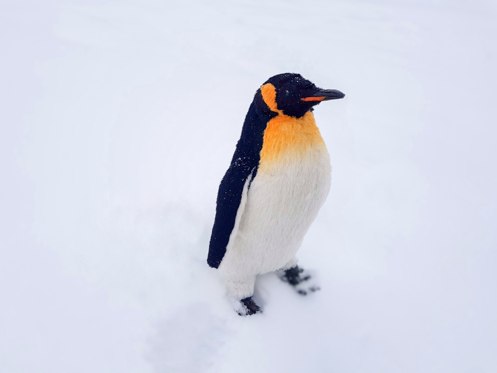 Penguin - My, Penguins, Author's toy, Handmade, Longpost, Needlework without process, Toys, wildlife