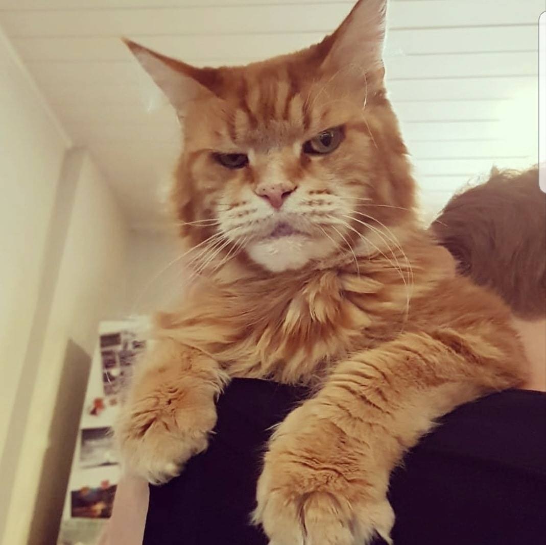 The cat is not impressed with your actions - cat, Maine Coon, Catomafia