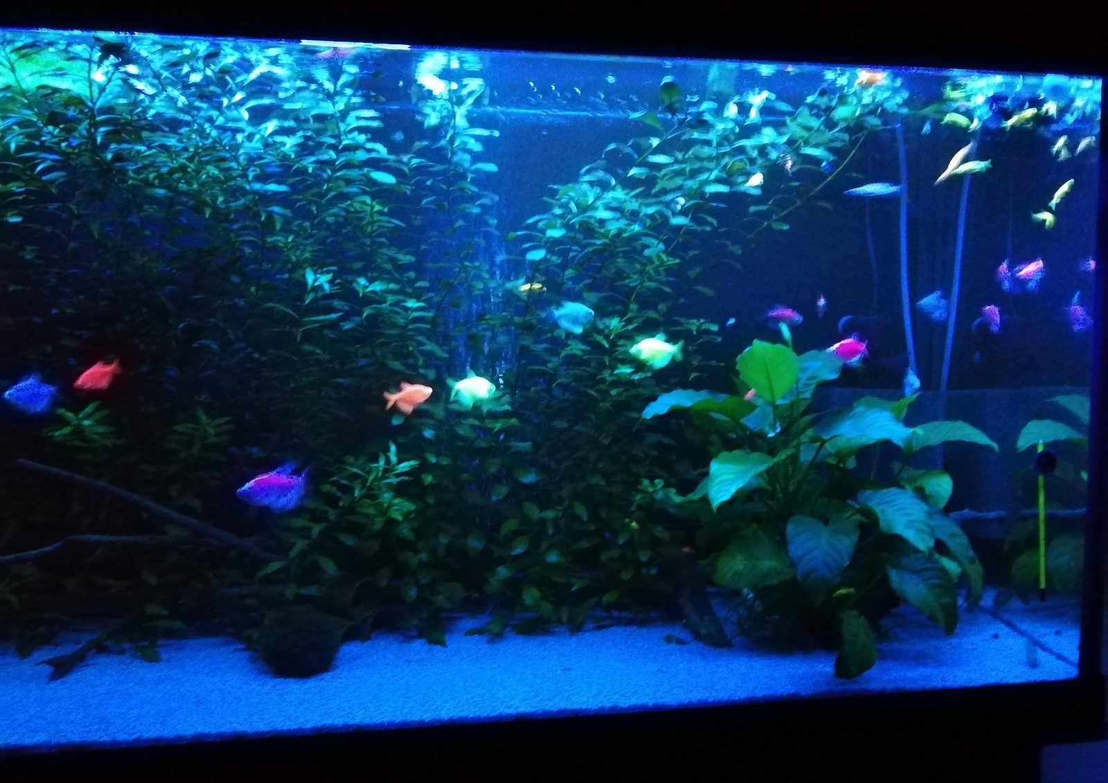 The same 400, but in blue light. - My, Aquarium, Aquarium, Aquarium fish, Ternetsia, Danio, Longpost