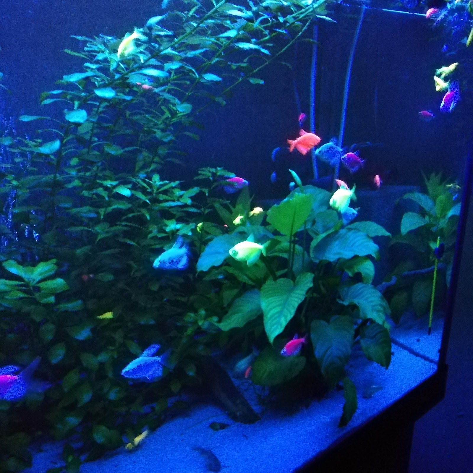 The same 400, but in blue light. - My, Aquarium, Aquarium, Aquarium fish, Ternetsia, Danio, Longpost