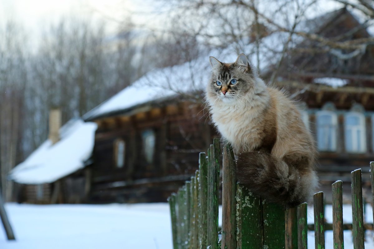 Photogenic - cat, Village, Pets, Milota