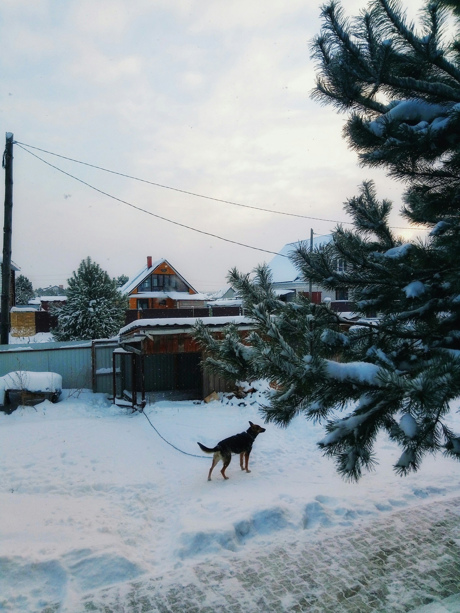 Festive mood - My, Telephone, The photo, New Year, Holidays, Christmas trees, Longpost