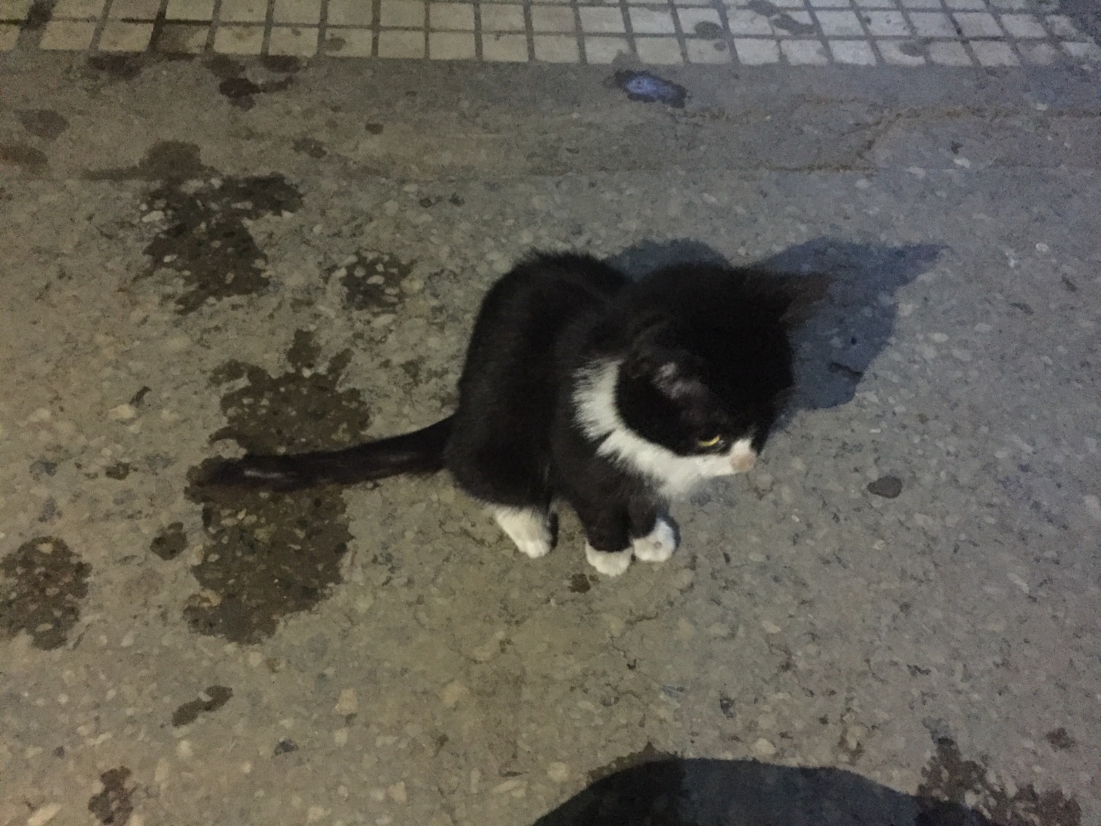 Kitten at the entrance, Yakhroma - My, cat, Yakhroma, Dmitrov, No rating, Longpost