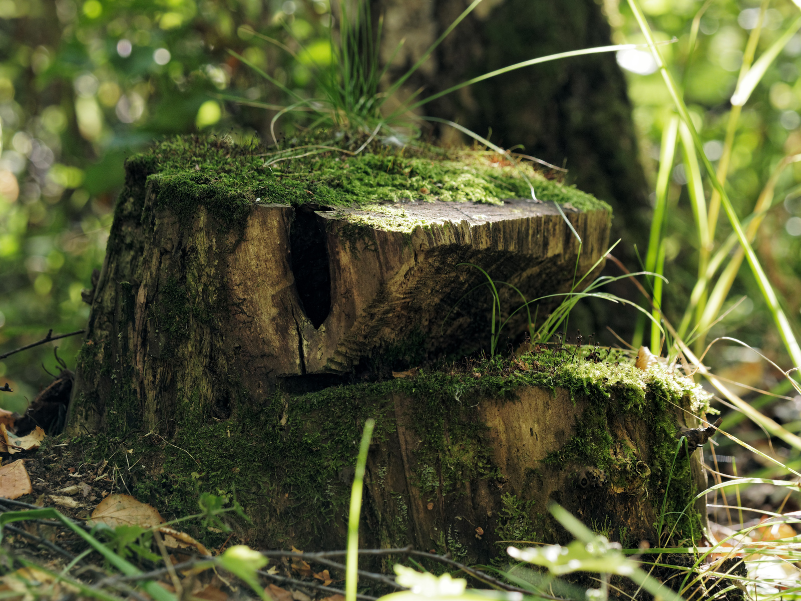 Moss - My, The photo, Macro, Moss, Forest, Nature, Stump, Longpost, Macro photography