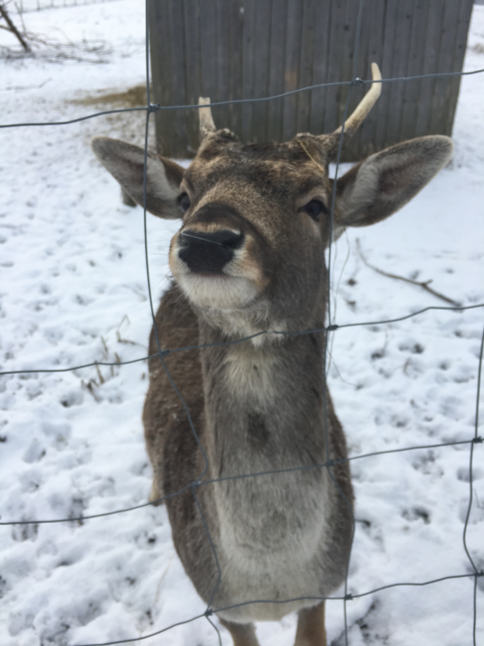 Head of the deer farm - Deer, Winter, Deer