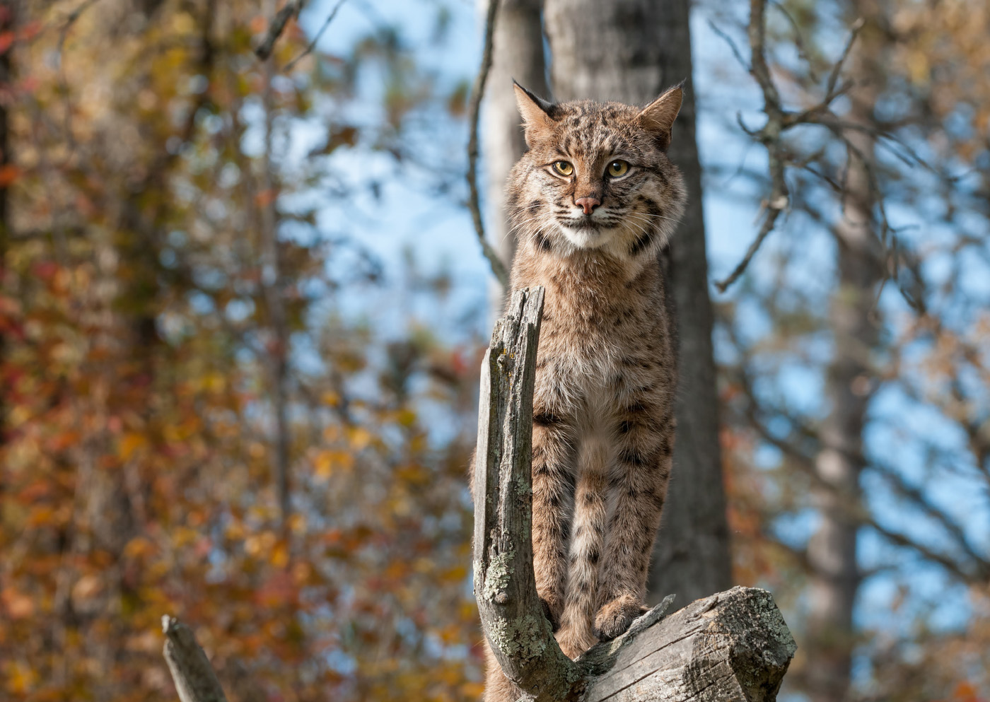 Немного клёвых кошаков - Животные, Фотография, Длиннопост, Алексей Осокин, Семейство кошачьих, Снежный барс, Каракал, Калимантанская кошка, Кошка Темминка, , Барханный кот, Манул, Андская кошка, Сервал, Дымчатый леопард, Китайская кошка, Камышовый кот, Лесной кот, Рысь, Онцилла, Оцелот, Кошка-Рыболов