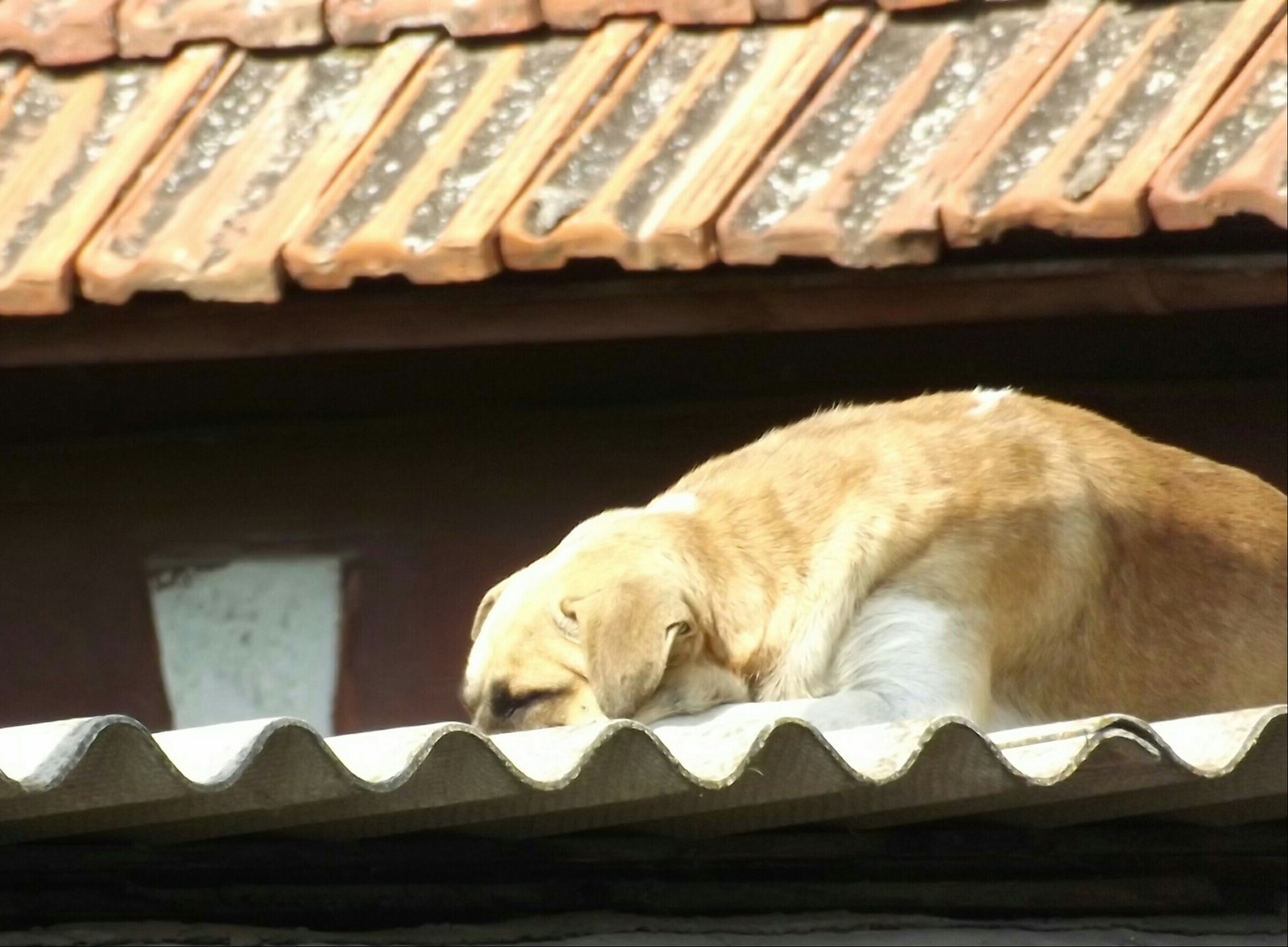 Theodosians))) - My, Crimea, Dog, Dream, Feodosia, Longpost