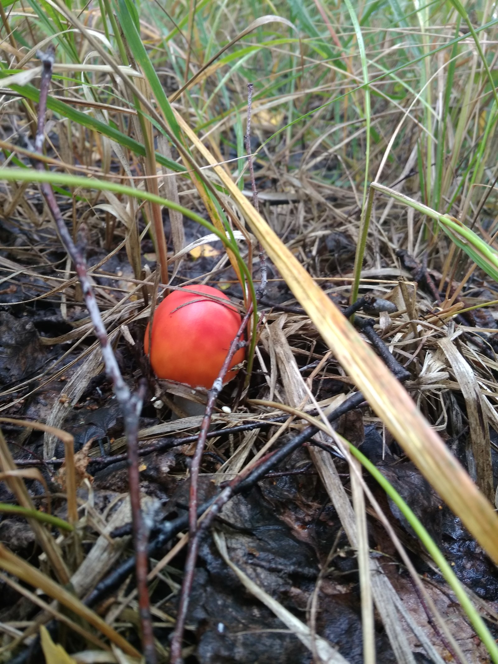 My mushrooms - My, Mushrooms, Autumn, beauty, Longpost