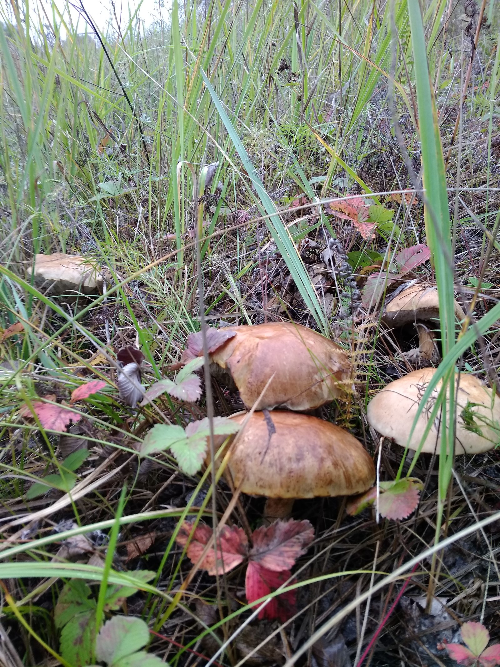 My mushrooms - My, Mushrooms, Autumn, beauty, Longpost