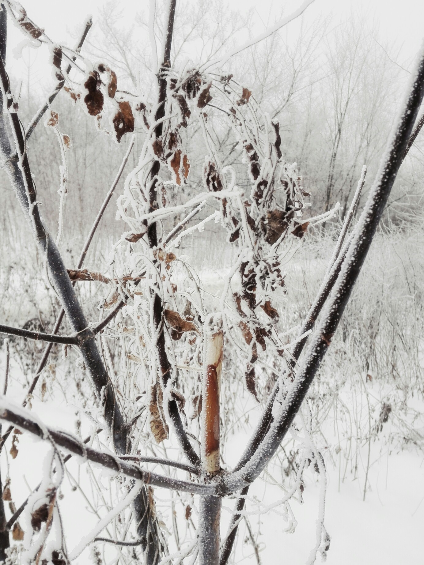 Winter - My, Forest, Snow, Mobile photography, Bravery and stupidity, Longpost