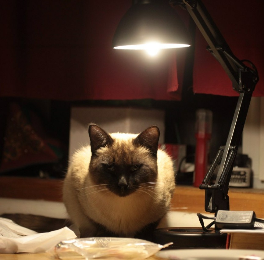 My cat lamp - My, cat, Catomafia, Pets