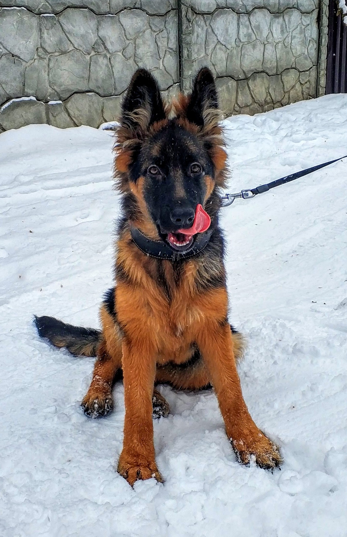 Om-Nom-nom) - My, Dog, Milota, German Shepherd, The photo