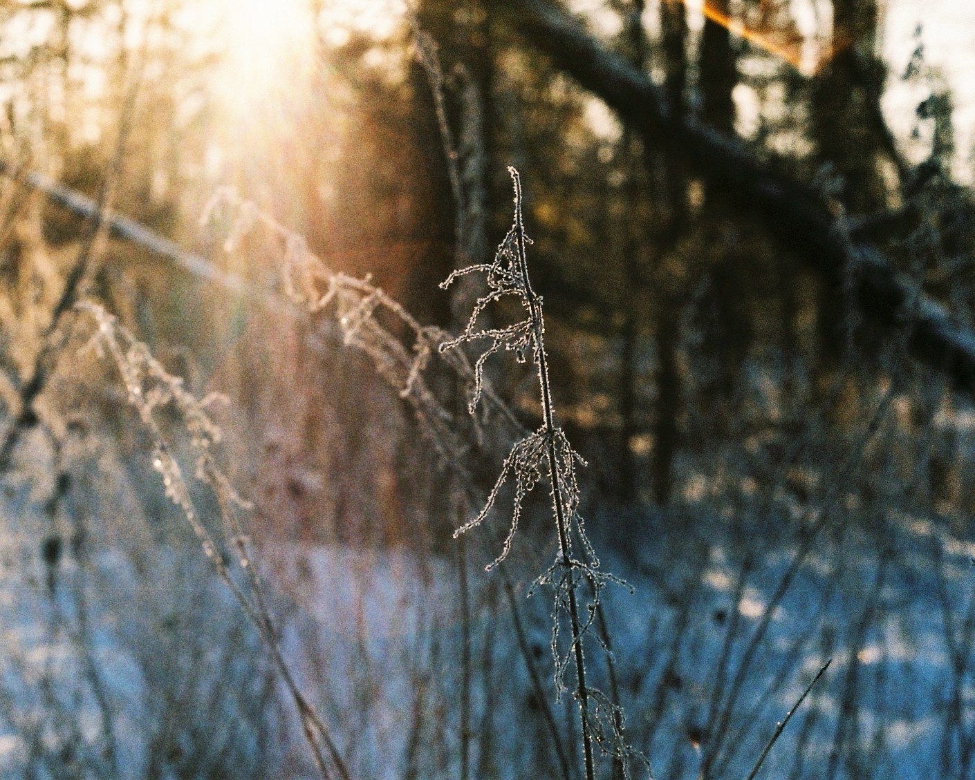 Film - My, Beginning photographer, The photo, Film, Soviet optics, Nature, Portrait, Longpost